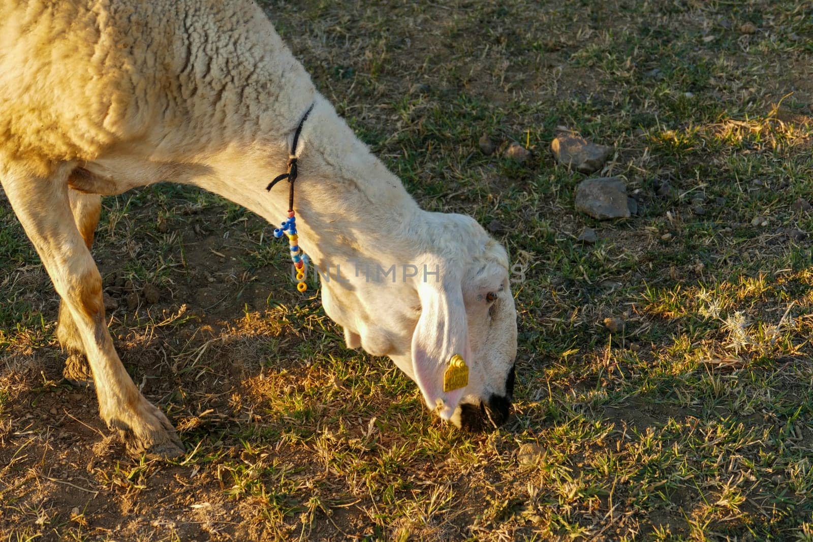 sheep grazing on field at sunset,sheep with colorful beads around neck,close-up sheep