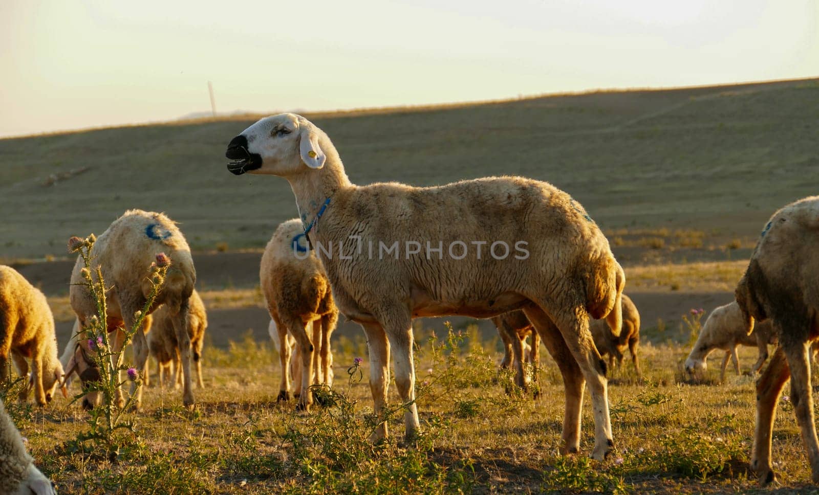 sheep grazing on field at sunset,sheep with colorful beads around neck,close-up sheep