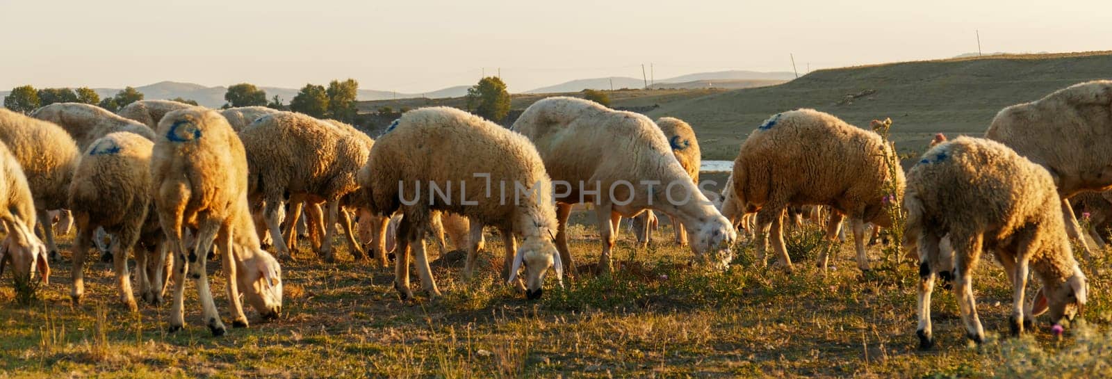 flock of sheep grazing in the field at sunset, sheep and lambs grazing in the open field, by nhatipoglu