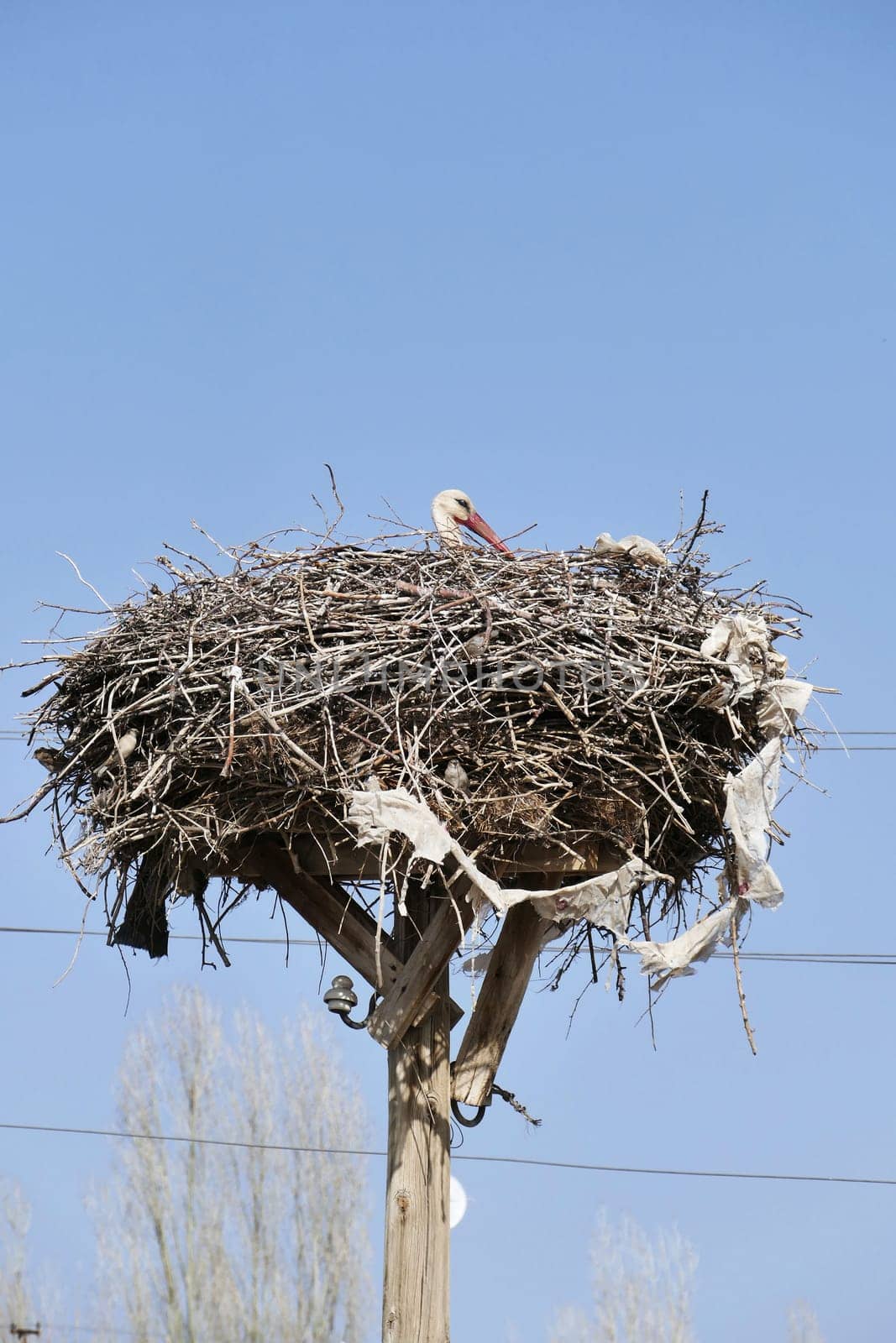 stork nesting in a village, stork brooding in its nest