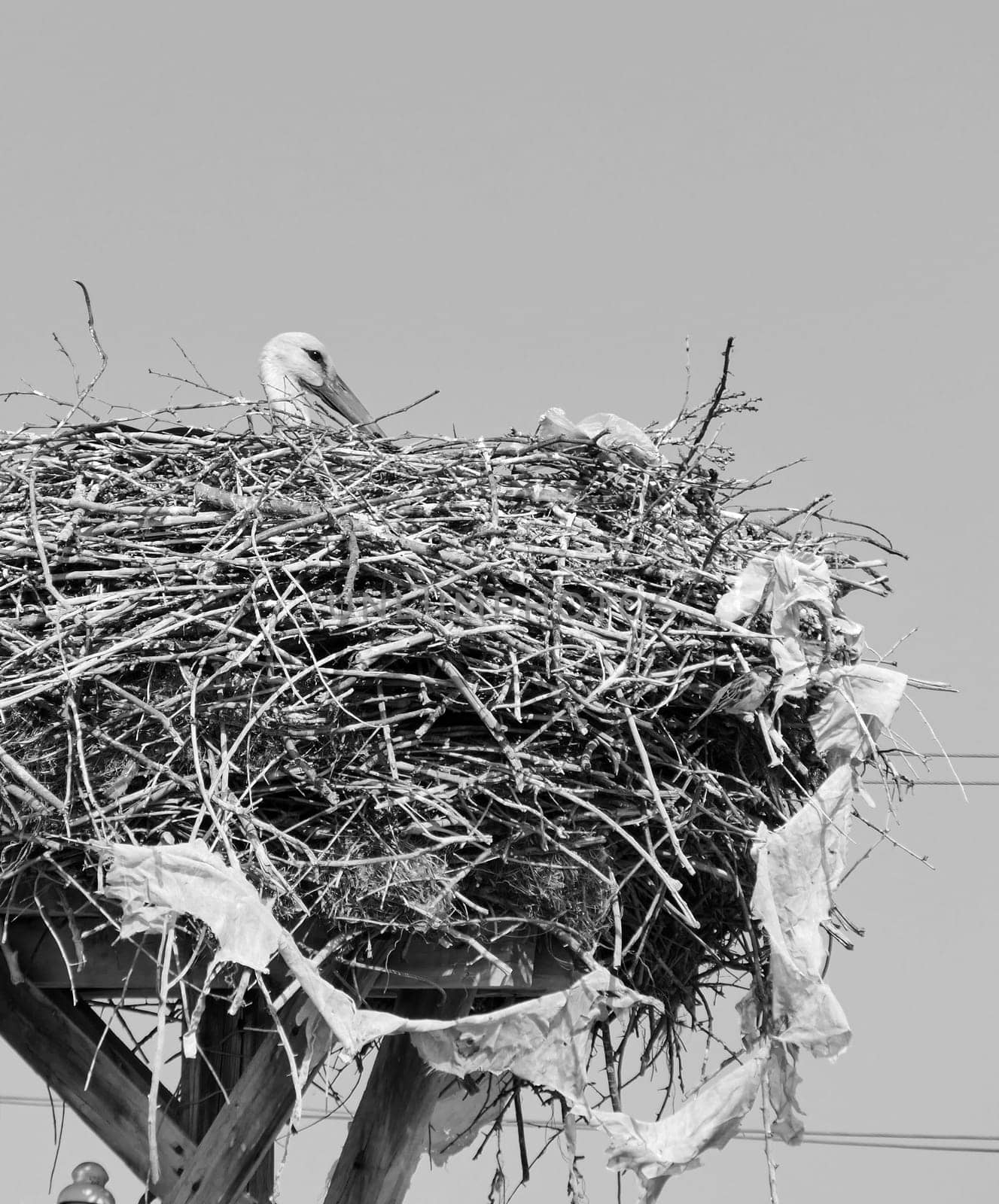 stork nesting in a village, stork brooding in its nest,