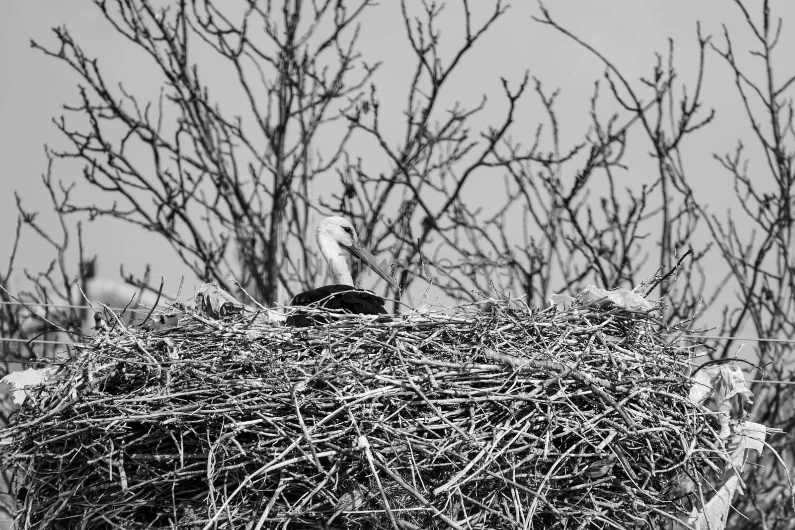 female storks that come to the same nest every year and brood,