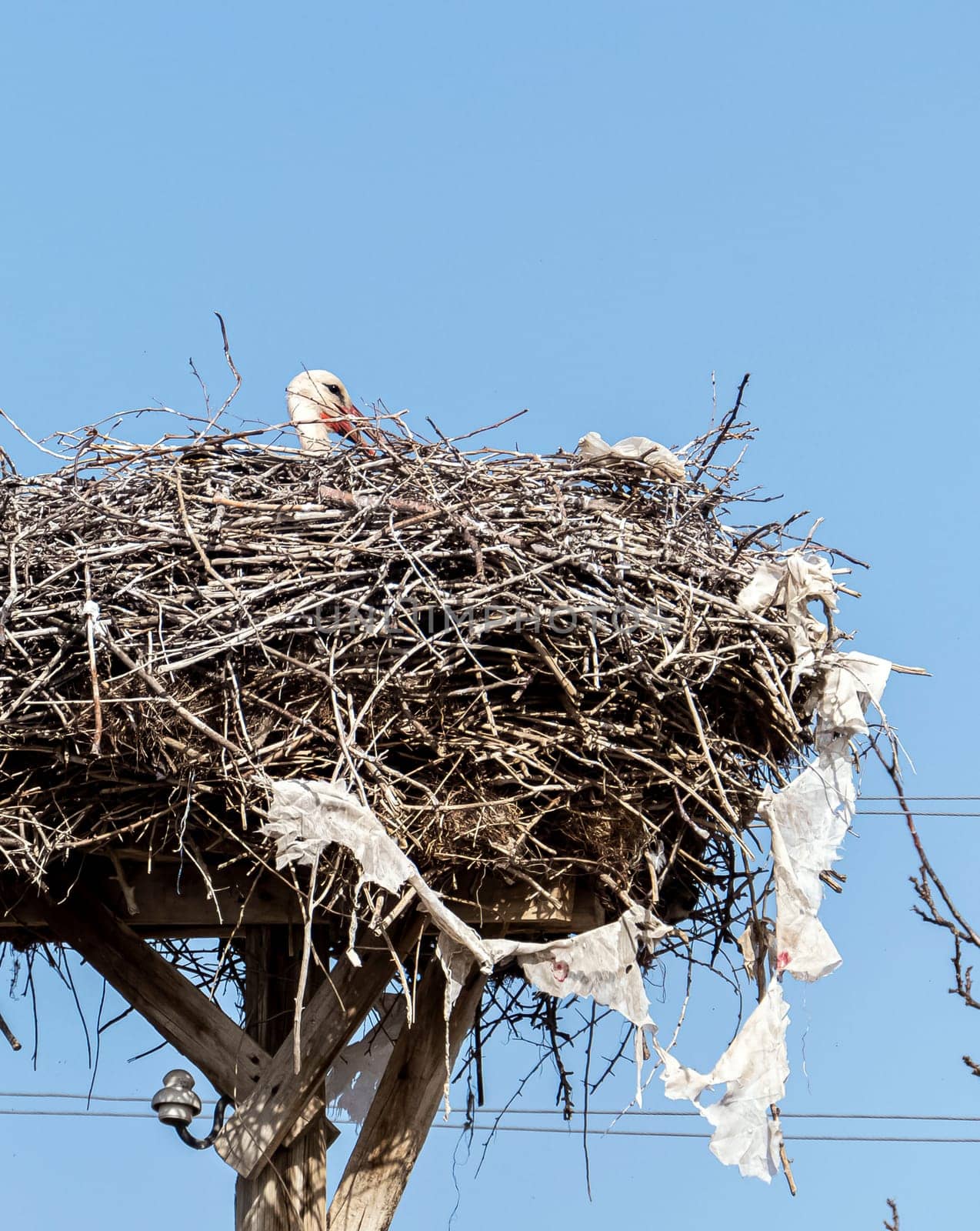 female storks that come to the same nest every year and brood,