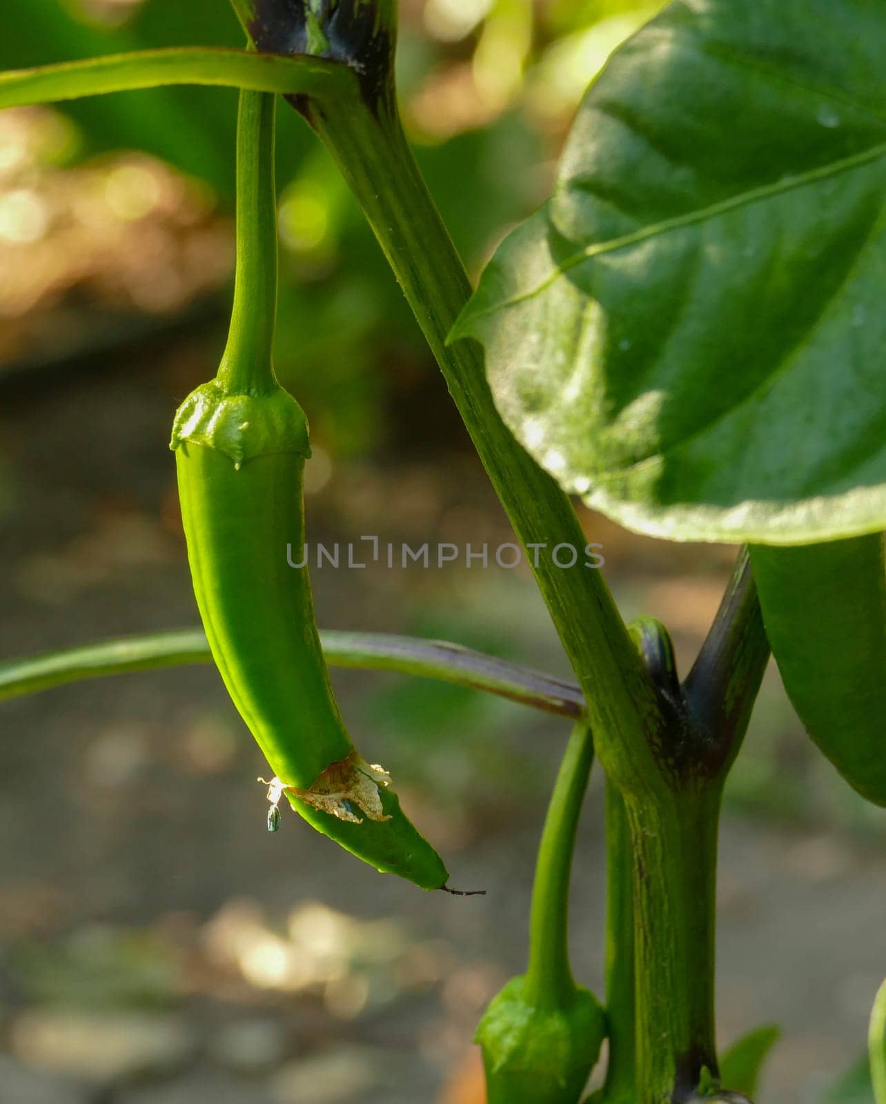 pepper plant, green version of capia pepper, green pepper that has not yet been fried, capia pepper for tomato paste,