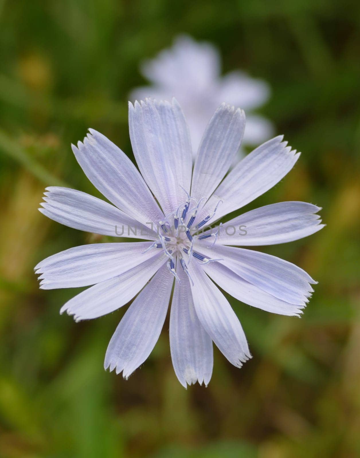 blue flowering dandelion,dandelion flower,medical blue Chicory herb close-up video,