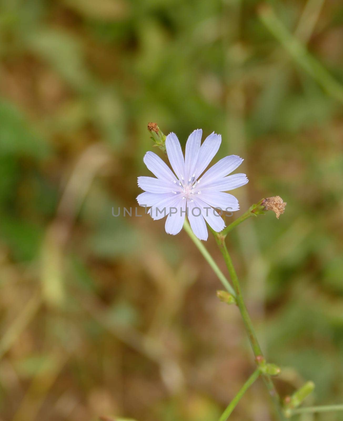 blue flowering dandelion,dandelion flower,medical blue Chicory herb close-up