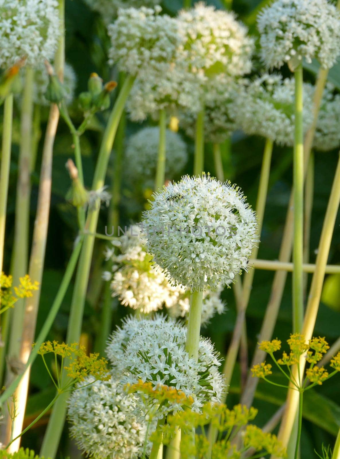 onion plant flower,close-up onion plant,