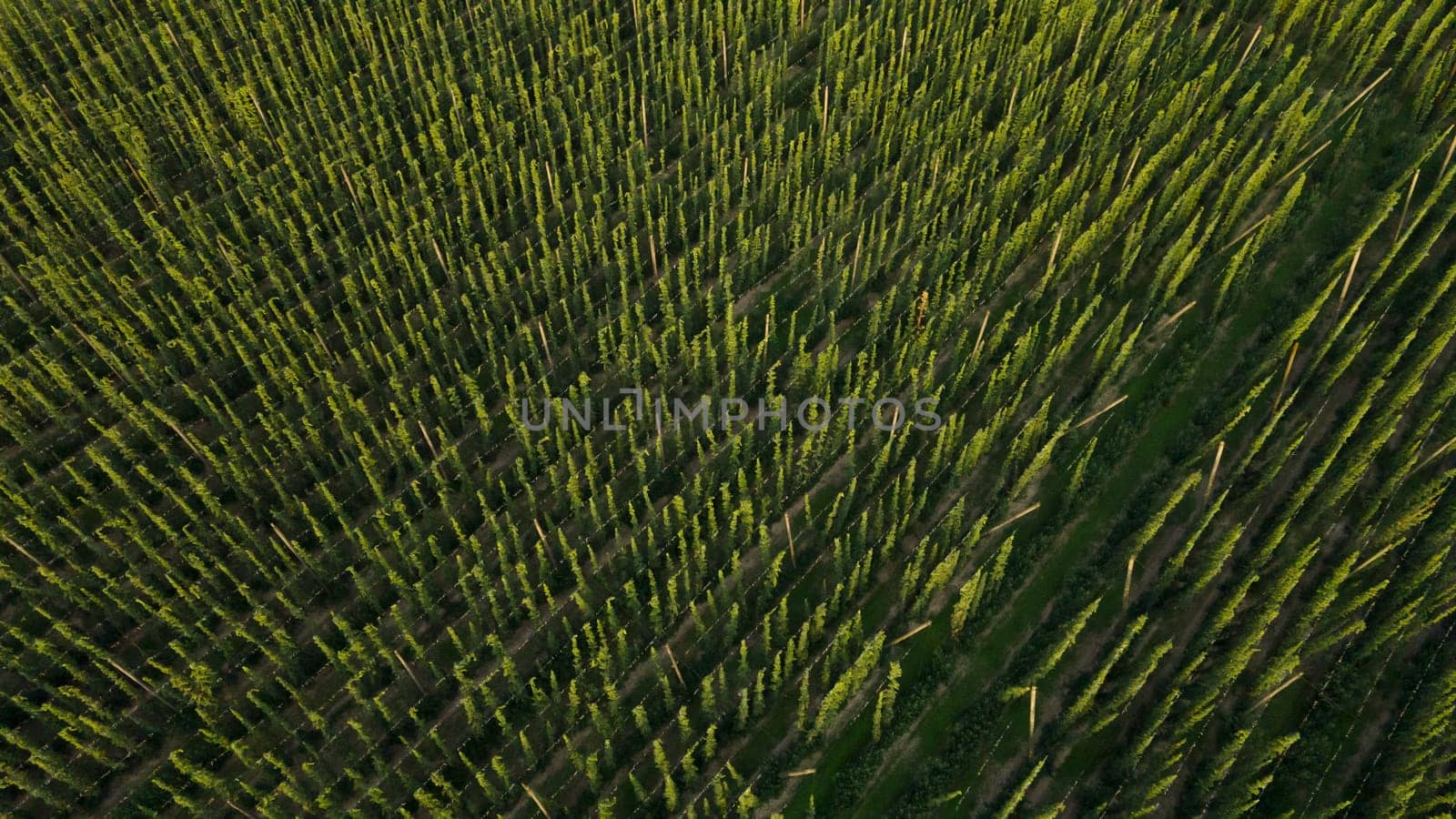 Aerial view to green hops farmyard for production beer, food and drink concept by Kadula