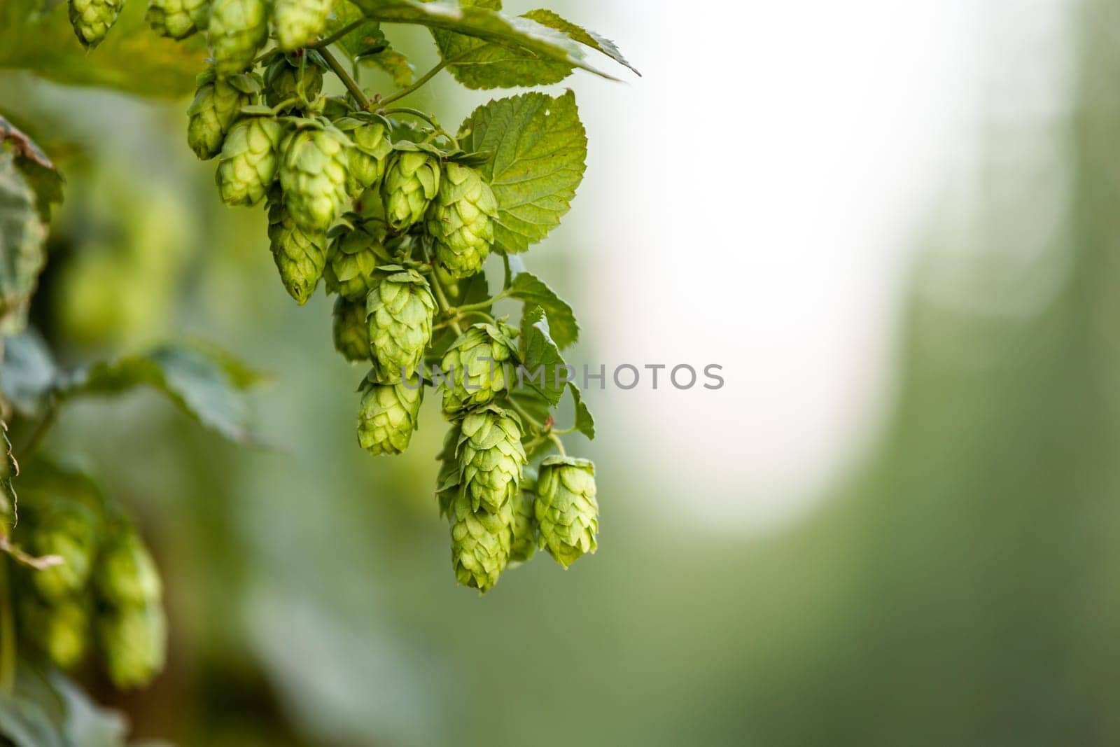 Close up of green fresh hop cones for making beer, an agricultural background by Kadula