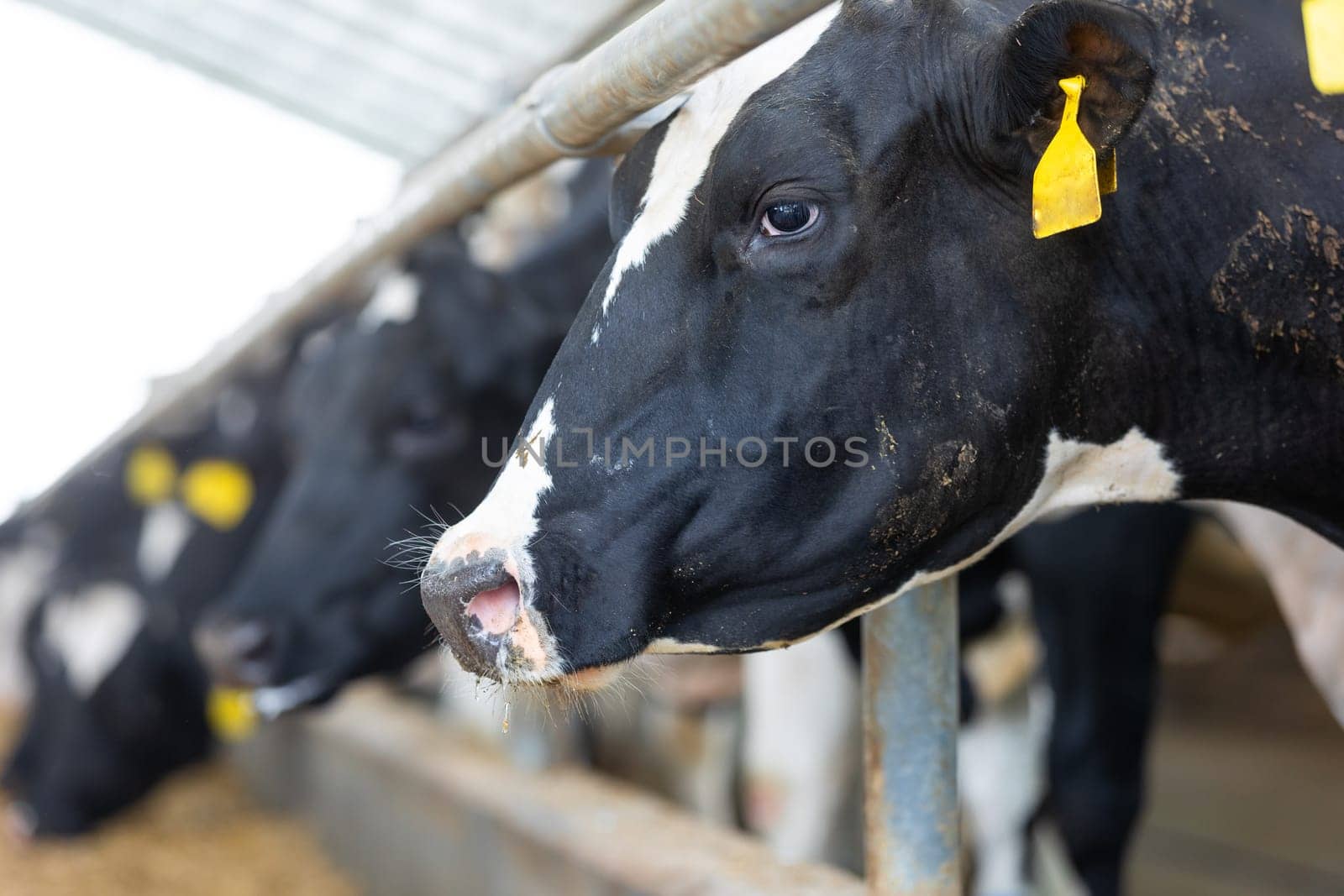 Agricultural concept, diary cows eating a hay in the modern free livestock stall or cowshed for distibution of milk, animal and food concept