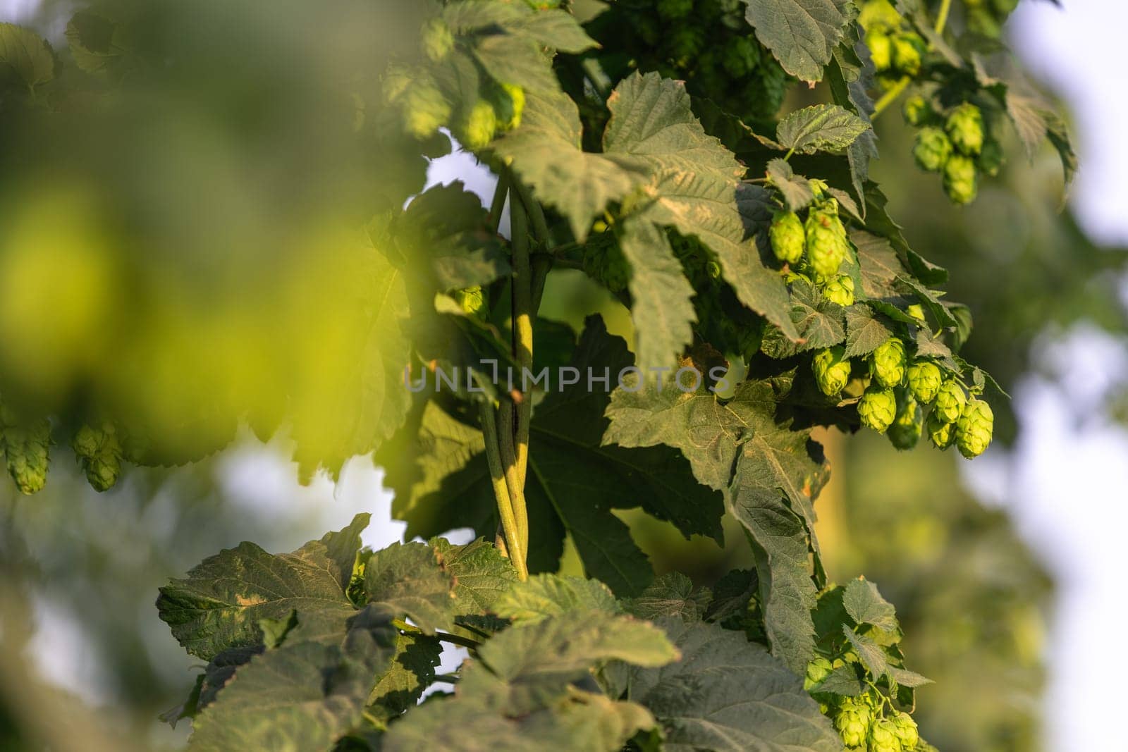 Close up of fresh, green ripe hops cones for the beer production in the farmyard, ingredient for beer