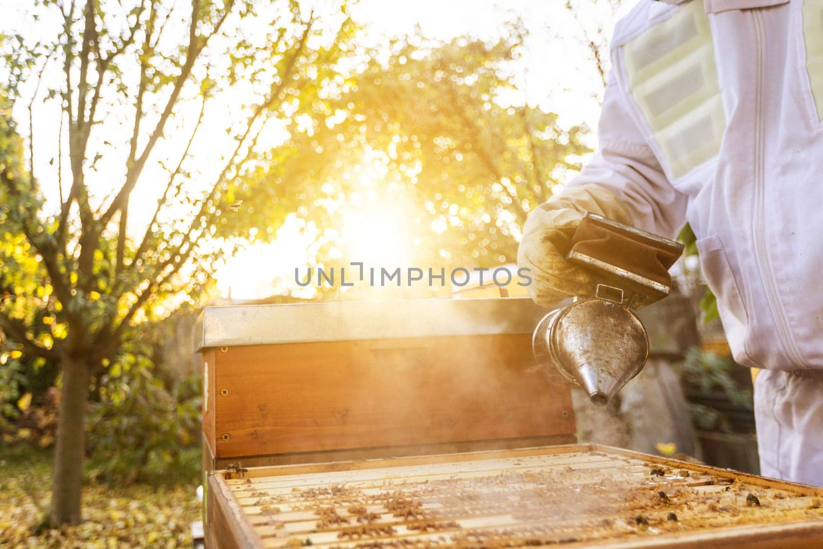 Beekeeper on an apiary, beekeeper is working with bees and beehives on the apiary, beekeeping or apiculture concept by Kadula