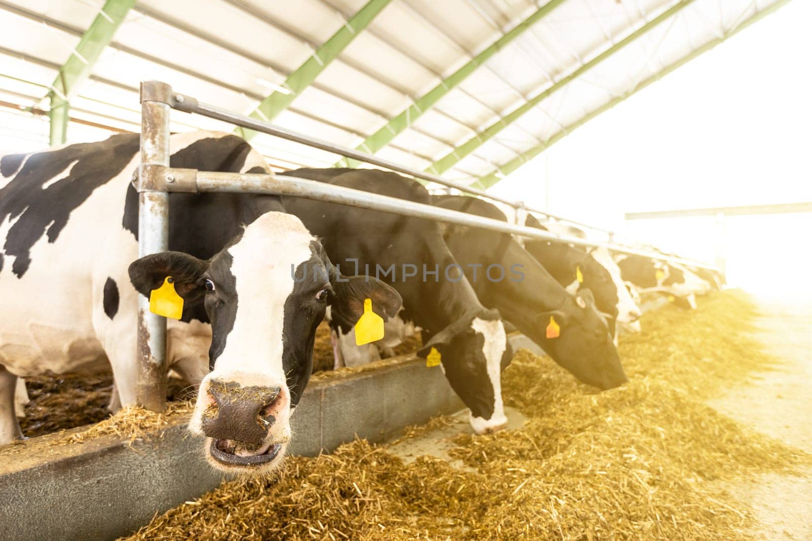 Agricultural concept, diary cows eating hay in modern free livestock stall or cowshed for distibution of milk, animal and food concept