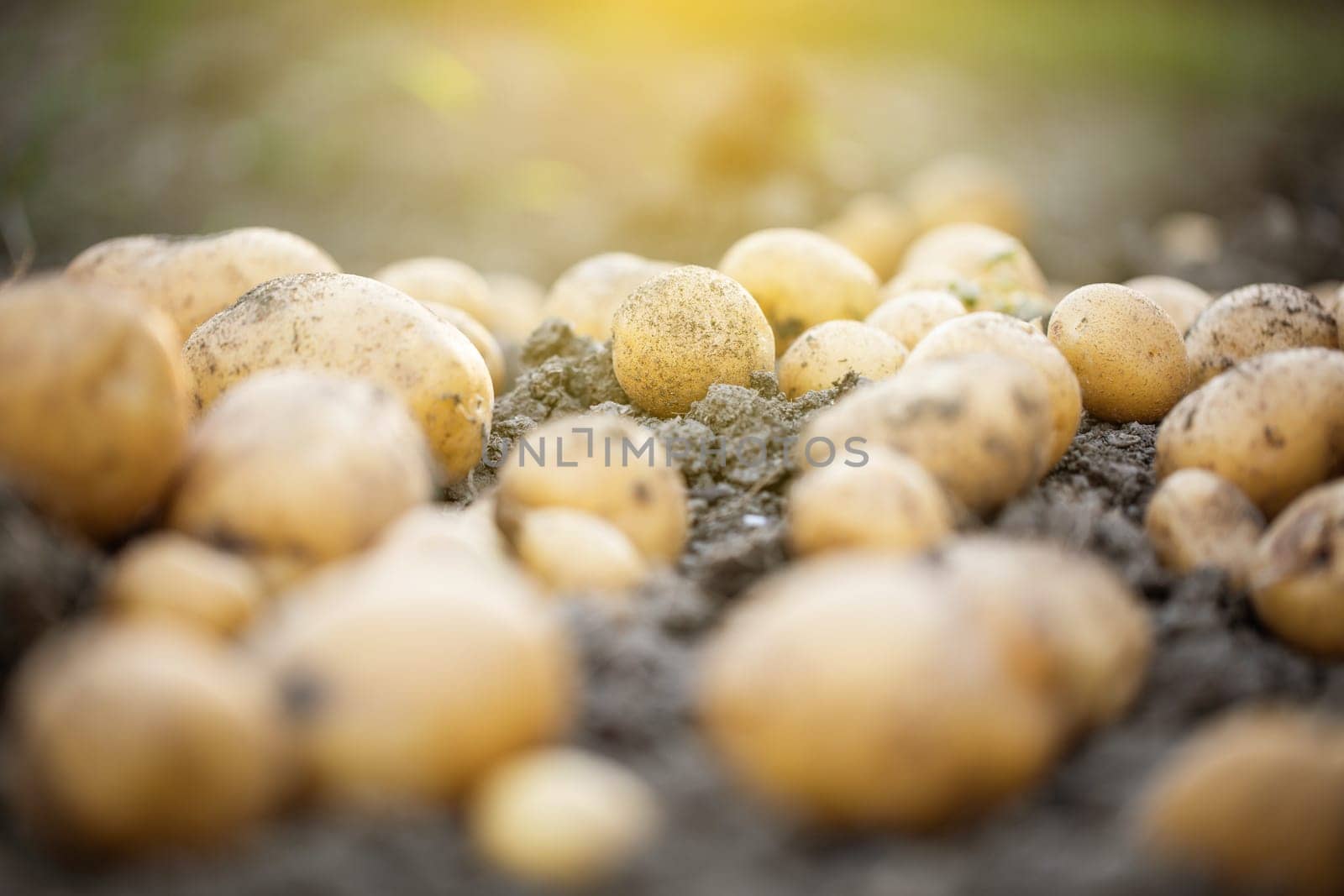 Close up of fresh organic potatoes in a field, agriculture concept