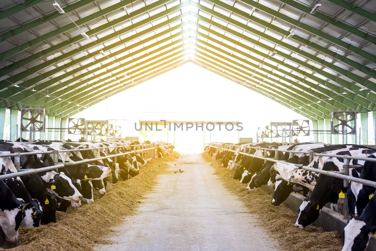 Cows in a farm, dairy cows laying on a fresh hay, concept of modern farm cowshed