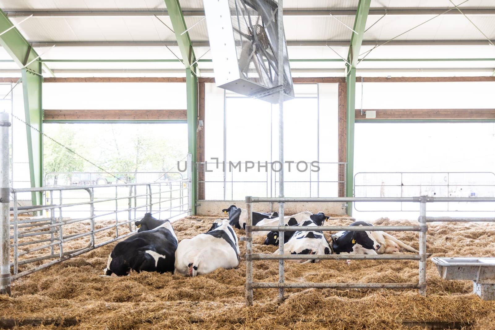 Cows in a farm, dairy cows laying on the fresh hay, concept of modern farm cowshed by Kadula