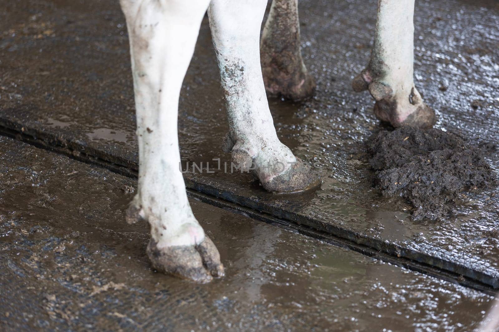 Close up of cows hooves in a cowshed, agricultural concept