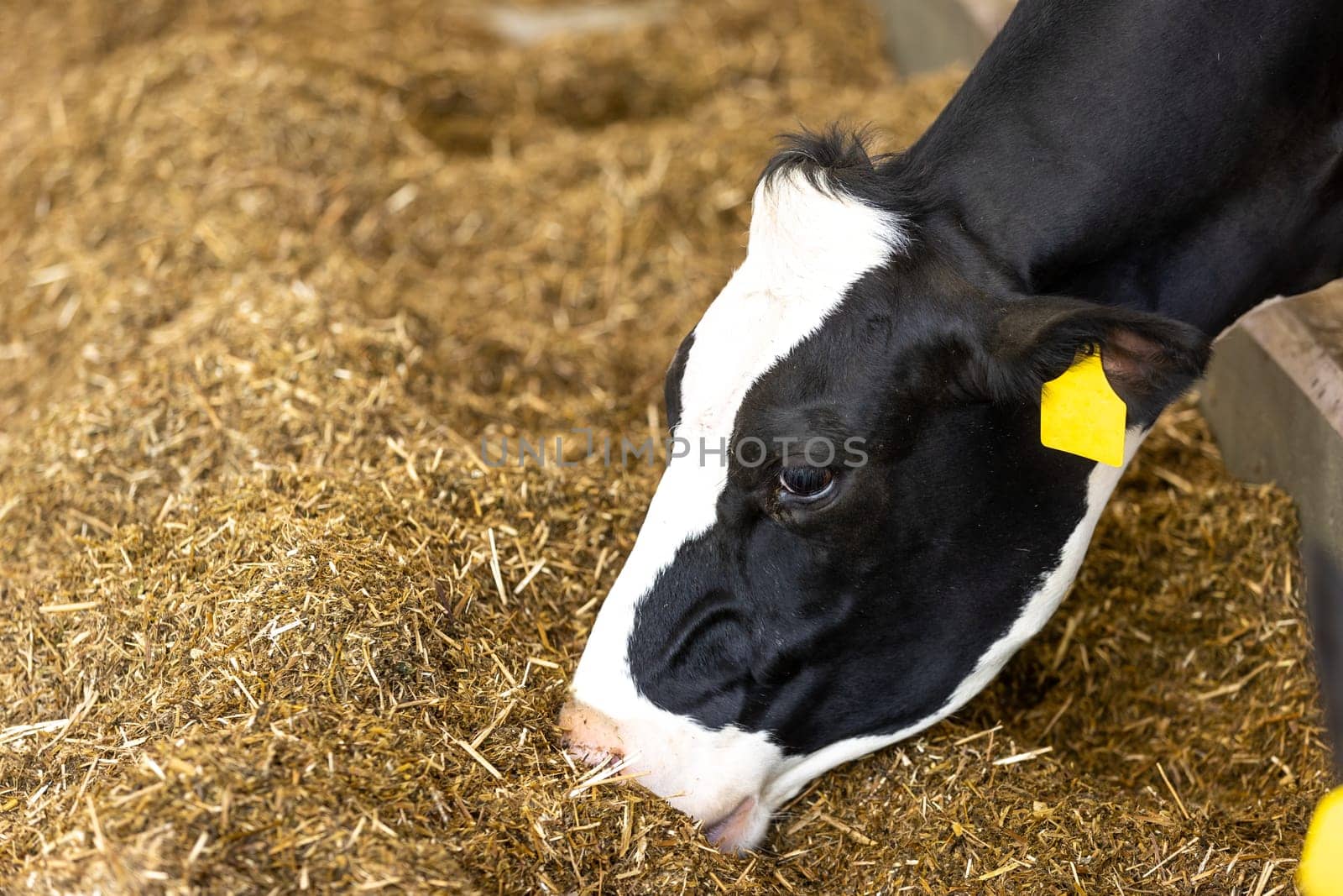 Agricultural concept, diary cows eating hay in modern free livestock stall or cowshed for distibution of milk, animal and food concept