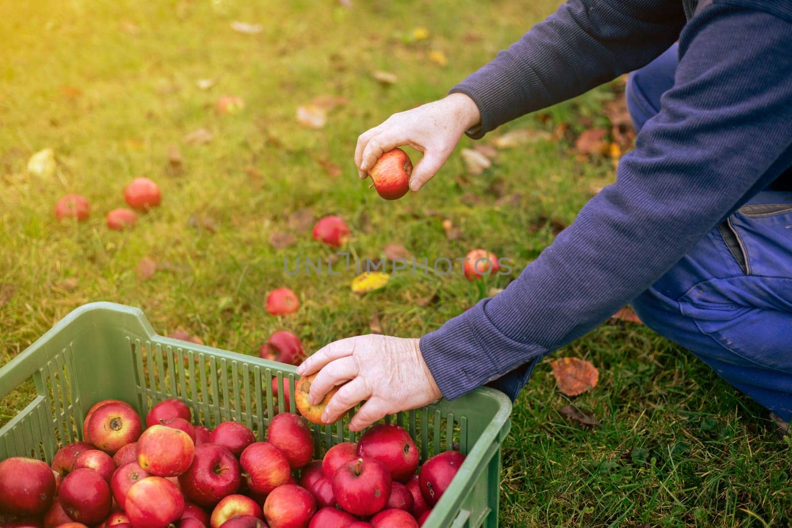 A farmer with freshly harvested apples in box, agriculture and gardening concept