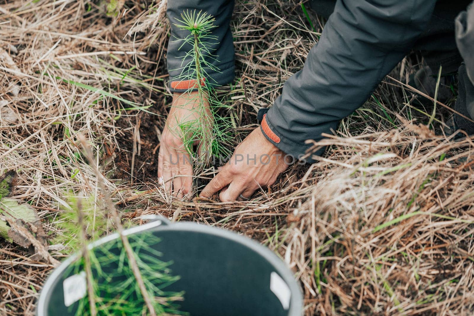 Man planting young tree seedling of conifer in a forest, save the planet, oxygen for the planet, nature concept