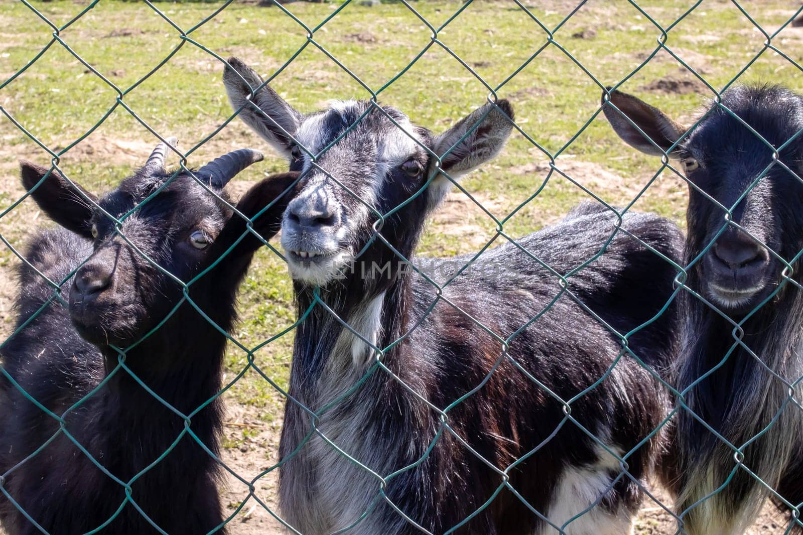 Three black goats behind fence on farm by Vera1703