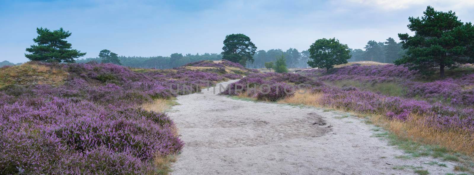 sand path and pine trees under blue summer sky and colorful purple heather on heath near zeist in the netherlands