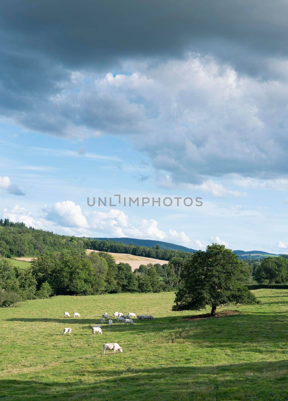 burgundy countryside landscape of french morvan with green grassy fields and forests under blue sky and cows