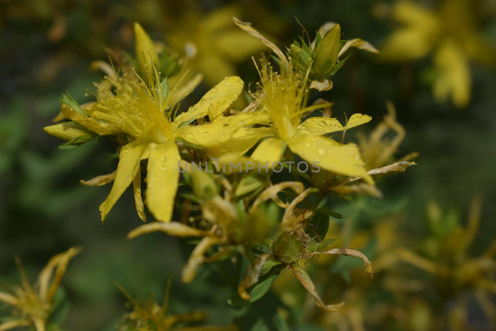 Hypericum, tutsan, st. john worth on a green background closeup. Bright beautiful yellow flower in the meadow. Medicinal useful plants. Alternative medicine. Macro.