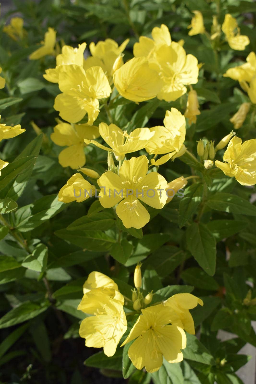 Enotera shrubby (Oenothera) - a perennial yellow flower in the garden, close-up
