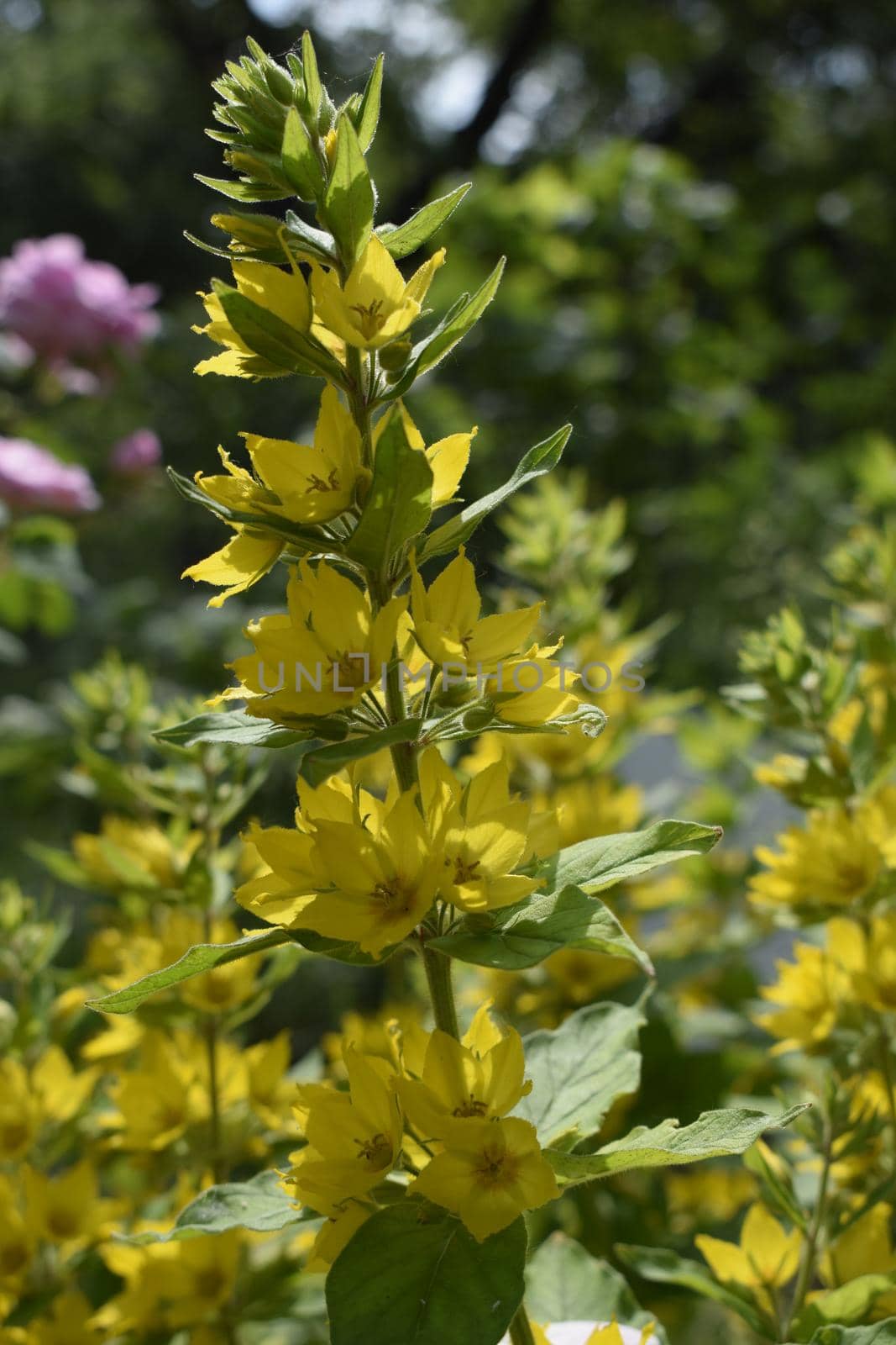 Yellow Loosestrife (Lysimachia Punctata), the Dotted Loosestrife by NatalyArt