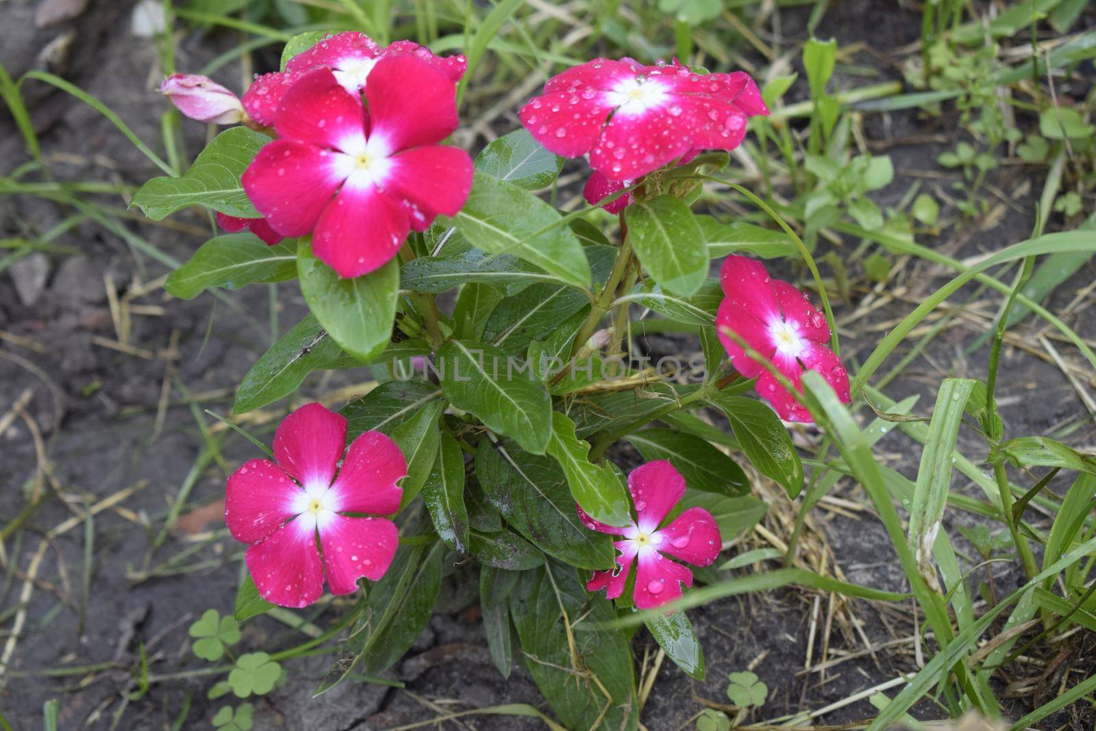 Group of pink petunia flower in the garden. Colourful petunia (Petunia hybrida) flowers