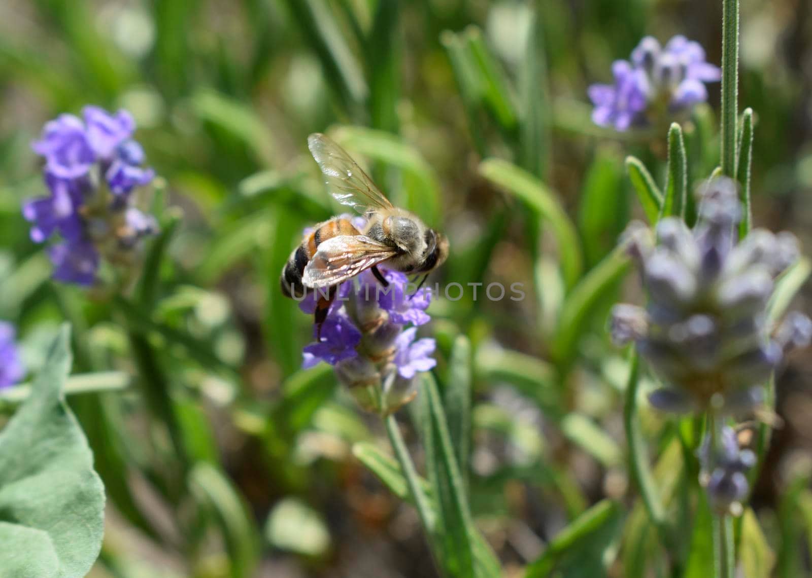 Honey bee on a lavender and collecting polen. Flying honeybee. One bee flying during sunshine day. Insect. Lavenders field with beautiful sunlight.
