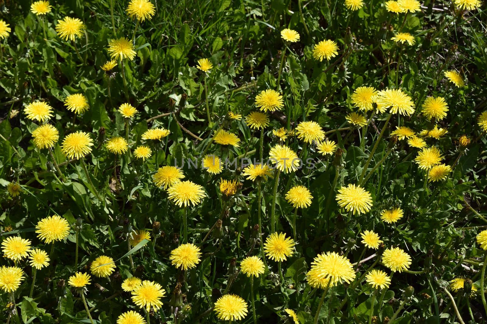 A field full of dandelions. Yellow Dandelions in the meadow. In the open space. Bright flowers on background of green spring meadows.