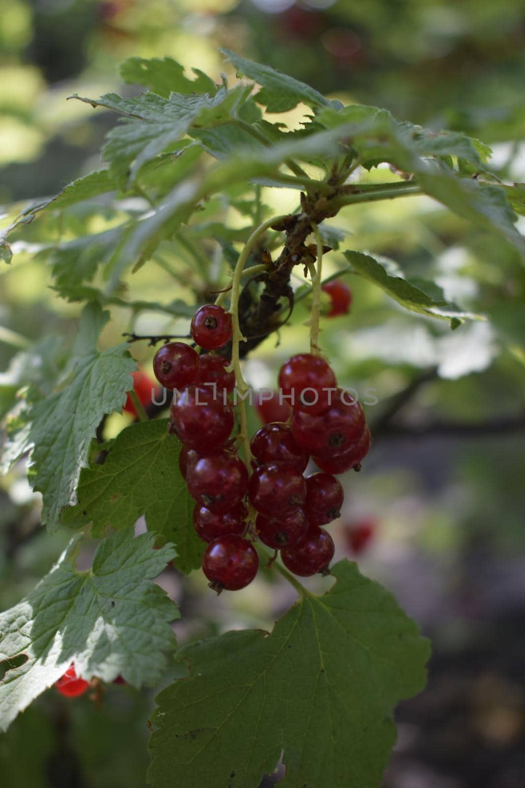 Ripe red currants in the garden close-up as background.