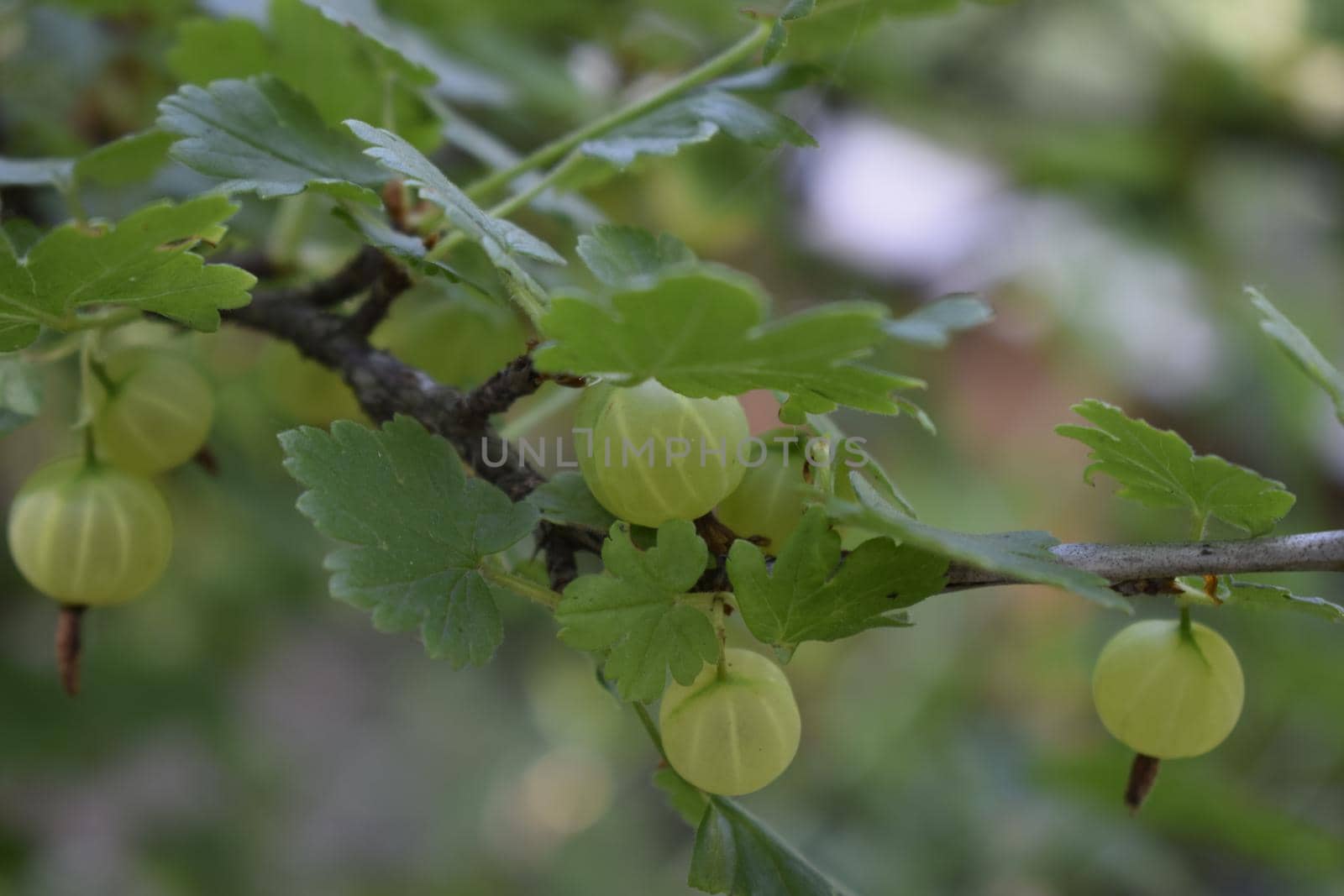 Growing organic berries closeup on a branch of gooseberry bush by NatalyArt