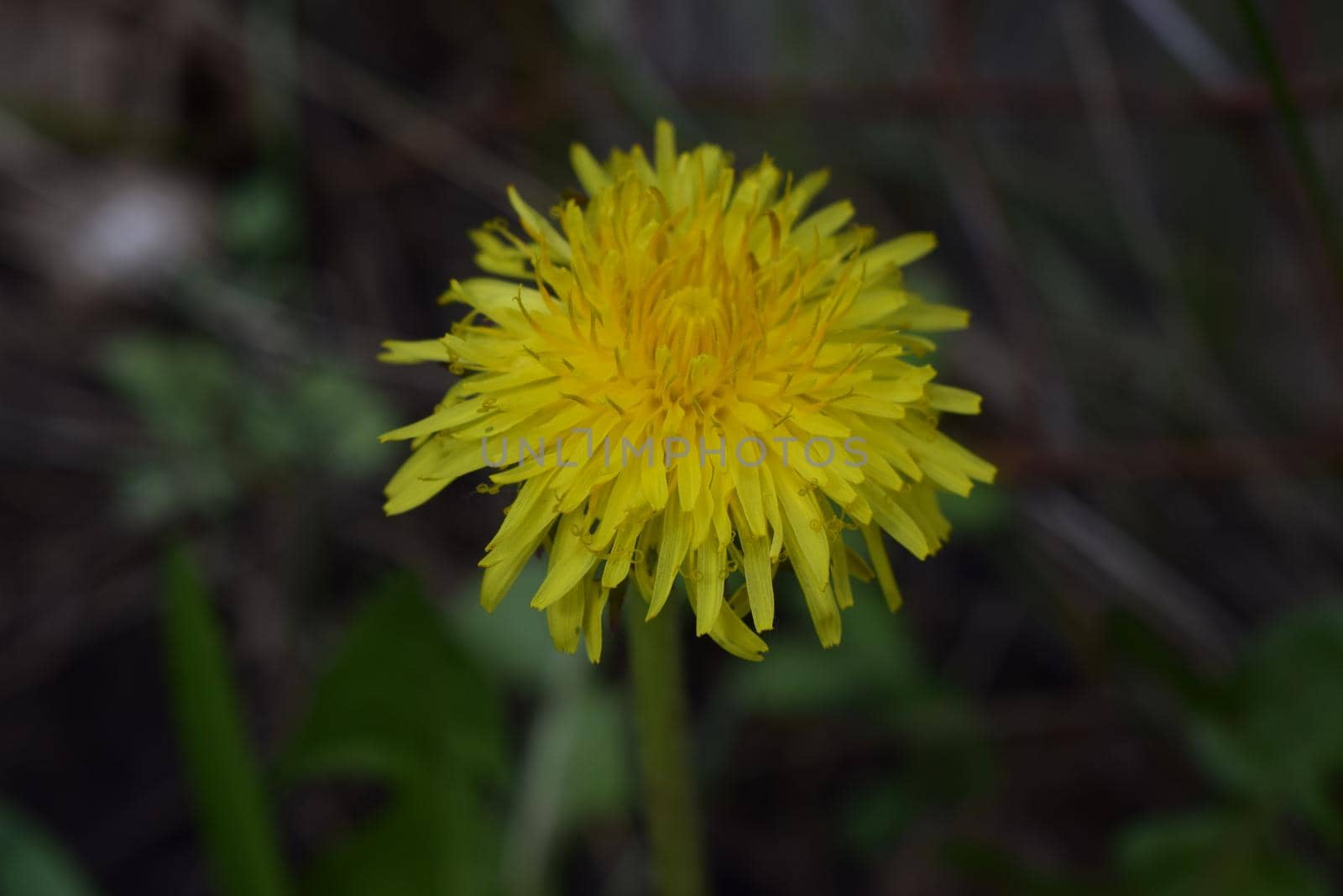 Dandelion in Grass. Macro Photo of a dandelion plant with a fluffy yellow bud. Yellow dandelion flower growing in the ground.
