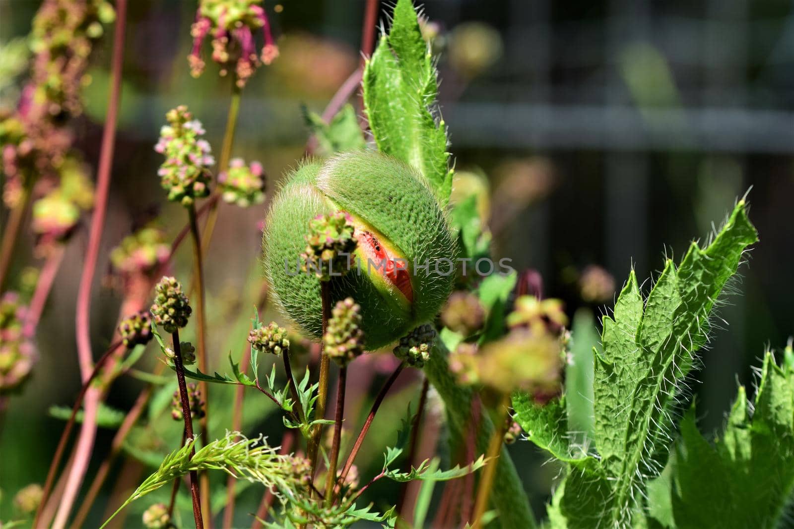 Close up of a poppy bud in a flower bed