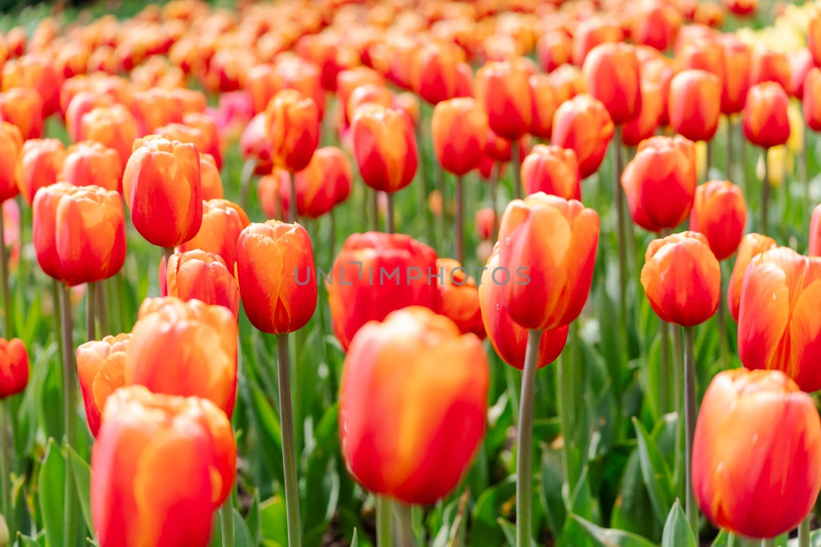 Orange tulips spring blossoming, bokeh flower background, pastel and soft floral card, selective focus.