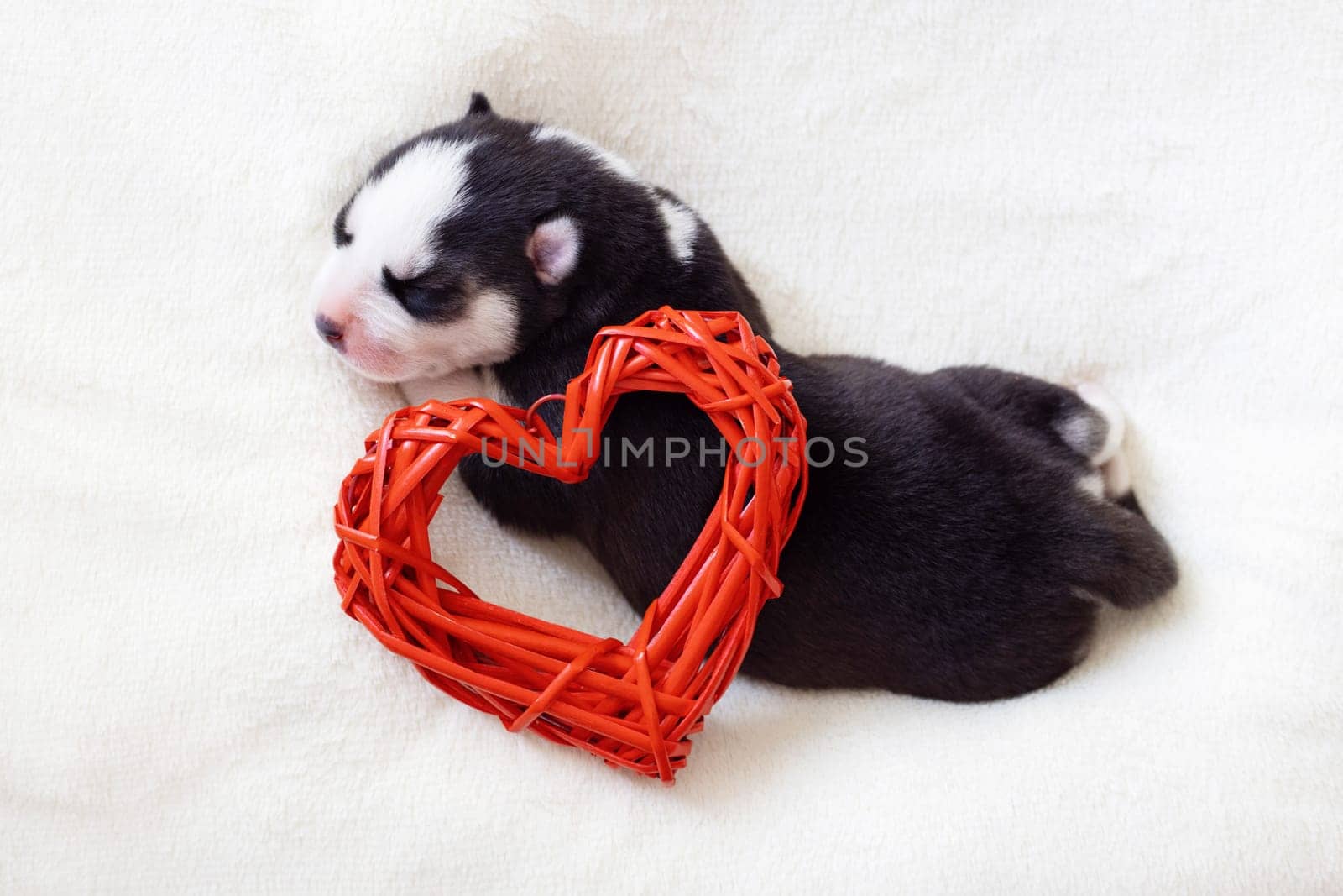 Cute siberian husky puppy sleeps with red heart on a white fluffy background. A newborn puppy on a light background. Empty space for text.