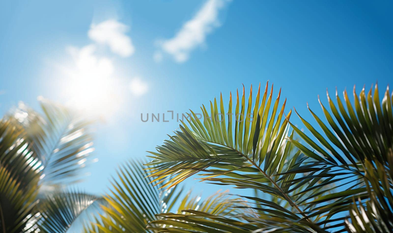 Tropical palm leaves frame in blue sky.Palm sunday concept: Leaves frame of coconut branches with cloudy blue sky background summer Holiday concept. Template vacation and travel,tourism space for text