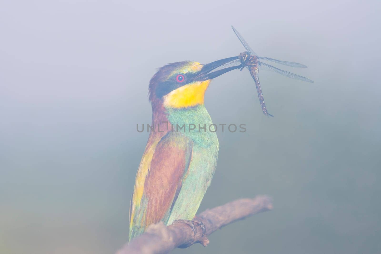 beautiful bird with prey in its beak in the fog,wild nature