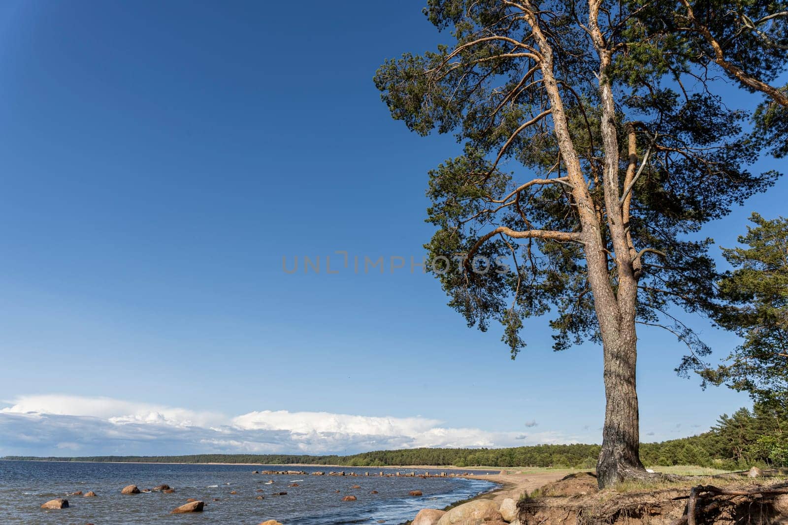 view of the sea bay and pine forest and blue sky and stones on the sandy shore. Beautiful landscape. Gulf of Finland. Baltic sea