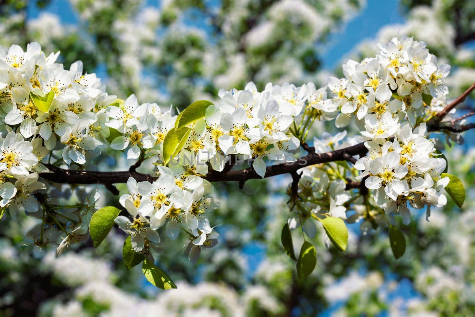 Apple tree blossoming branch by dimol