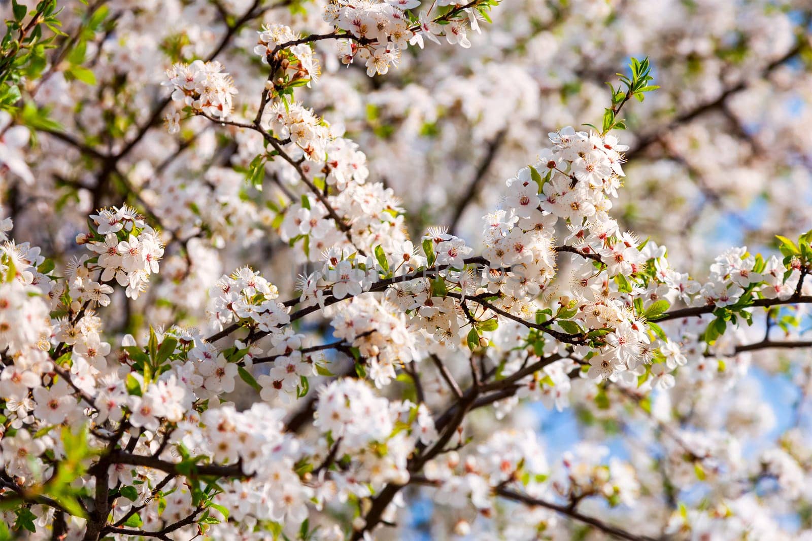 Apple tree blossoming flowers branch in spring