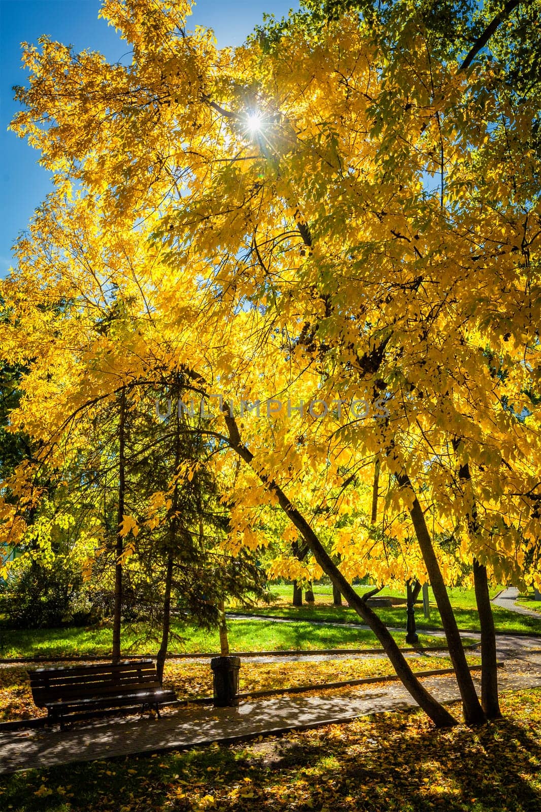 Autumn colors - fall in park with yellow leaves foliage trees