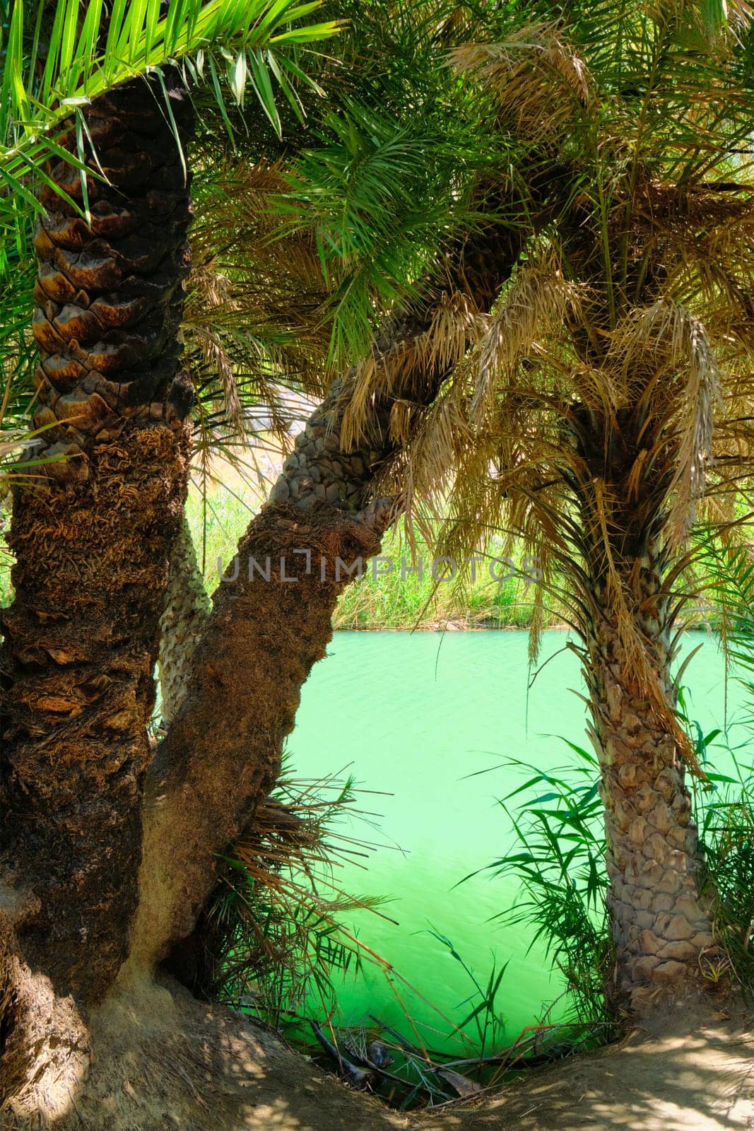 Palm tree forest of Cretan date palm Phoenix theophrastii and Megalopotamos river of Preveli, Crete island, Greece. Tracking shot