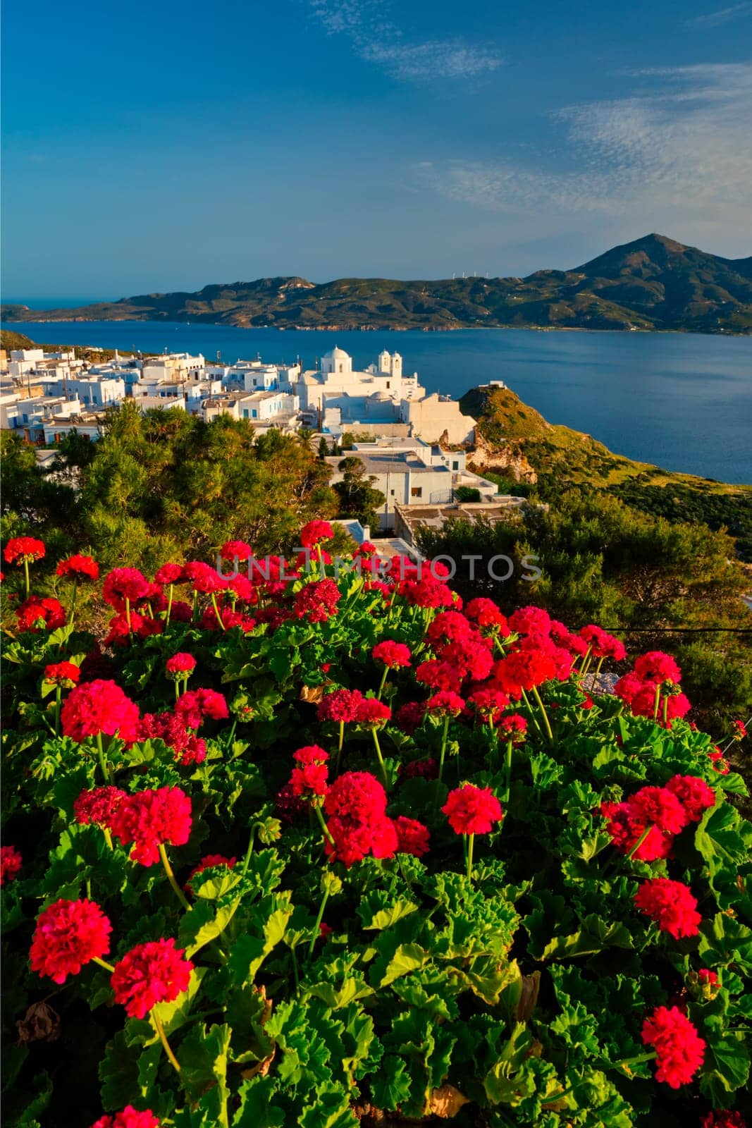 Red geranium flowers with Greek village Plaka in background on Milos island in Greece