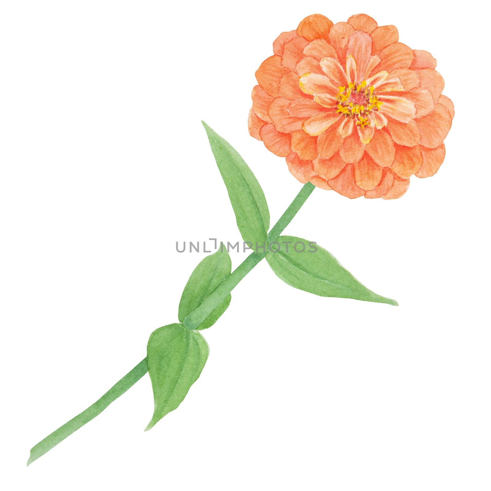 Orange Zinnia watercolor illustration. Hand drawn botanical painting, floral sketch. Colorful flower clipart for summer or autumn design of wedding invitation, prints, greetings, sublimation, textile by florainlove_art