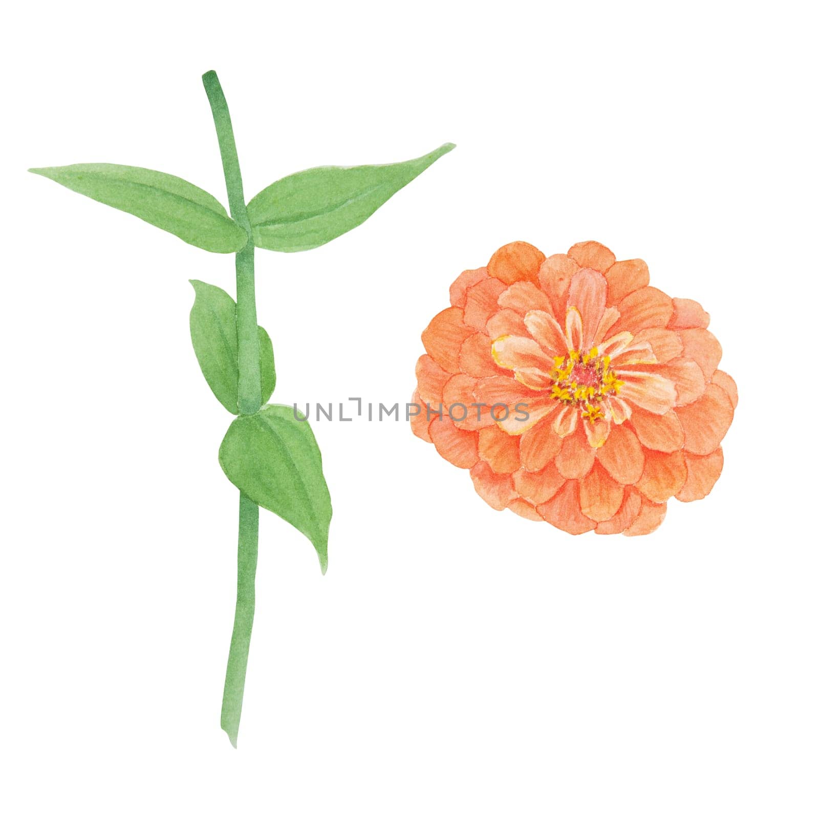 Orange Zinnia watercolor illustration. Hand drawn botanical painting, floral sketch. Colorful flower clipart for summer or autumn design of wedding invitation, prints, greetings, sublimation, textile by florainlove_art