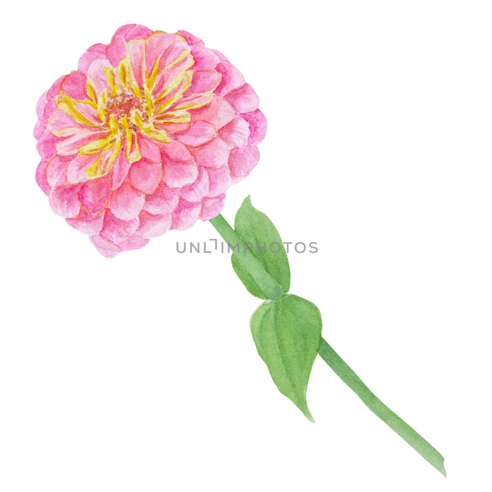 Garden pink Zinnia watercolor illustration. Hand drawn botanical painting, floral sketch. Colorful flower clipart for summer or autumn design of wedding invitation, prints, greetings, sublimation, textile